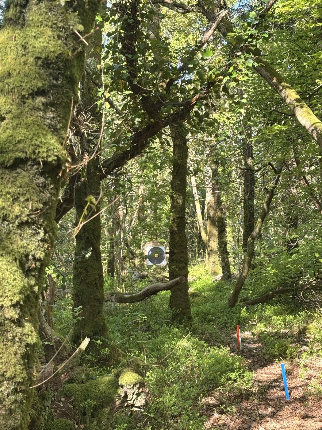 Cible d'archerie posée entre les arbres en sous-bois